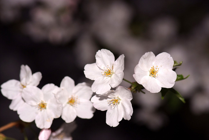 벚나무 - Prunus serrulata var. spontanea (Maxim.) E.H.Wilson