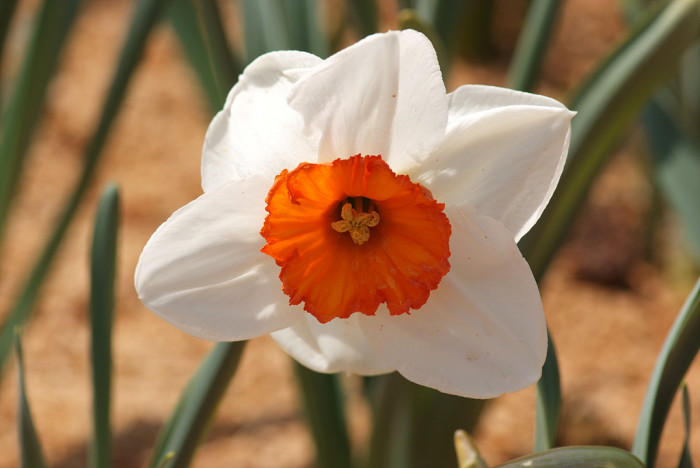 수선화 - daffodil, Narcissus tazetta var. chinensis