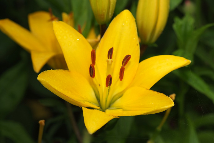 백합 - Lily, Lilium longiflorum Thunb.