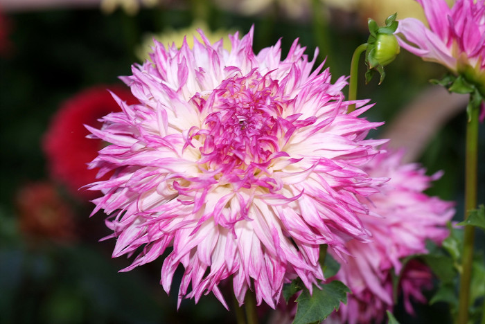 다알리아 - YELLOw BAIRD, Dahlia pinnata Cav.