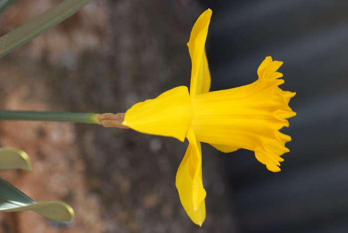 수선화 - daffodil, Narcissus tazetta var. chinensis