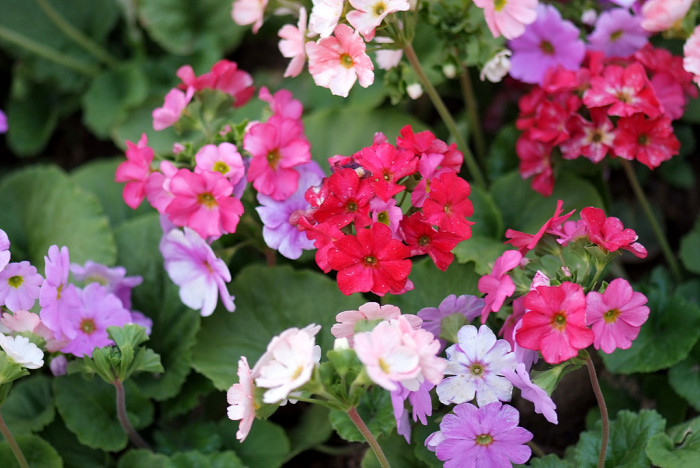 프리뮬러 - Primula, Primula polyantha