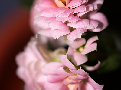 카랑코에 사진 - Kalanchoe blossfeldiana Photos