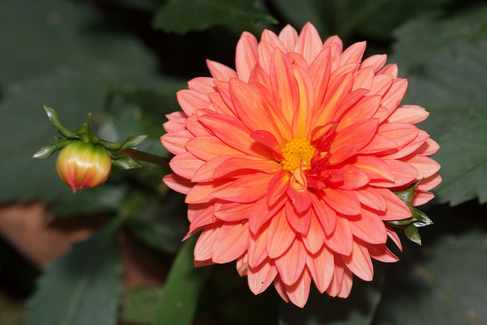 다알리아 - YELLOw BAIRD, Dahlia pinnata Cav.