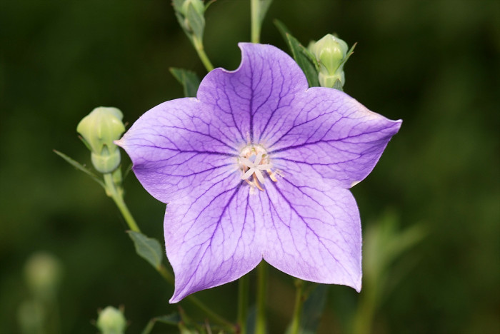 도라지 - ㅇㄹㅇㄹ, Platycodon grandiflorum