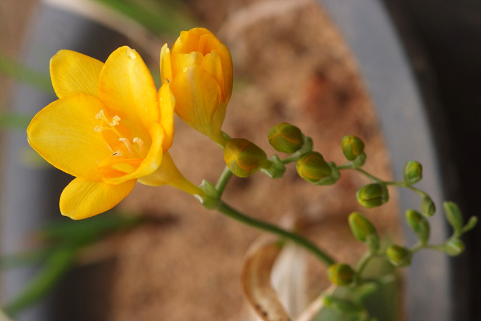 프르지아 - Freesias, Freesia refracta (Jacq.) Klatt