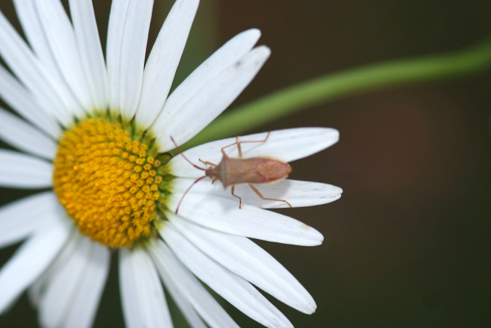 샤스타데이지 - Shasta daisy, Leucanthemum x superbum