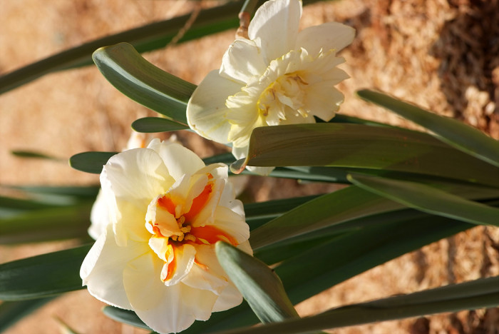 수선화 - daffodil, Narcissus tazetta var. chinensis