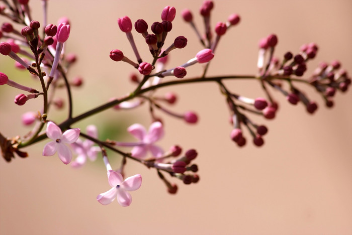 라일락 - kamibayashii, Syringa oblata var. dilatata (Nakai) Rehder