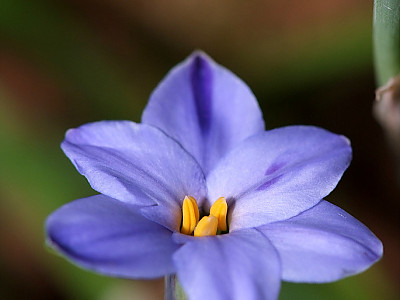 향기별꽃 사진 - Ipheion uniflorum Photos