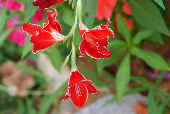 글라디올러스 - Gladiolus gandavensis Van Houtte