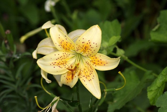백합 - Lily, Lilium longiflorum Thunb.