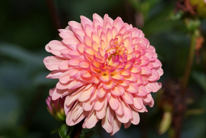 다알리아 - YELLOw BAIRD, Dahlia pinnata Cav.