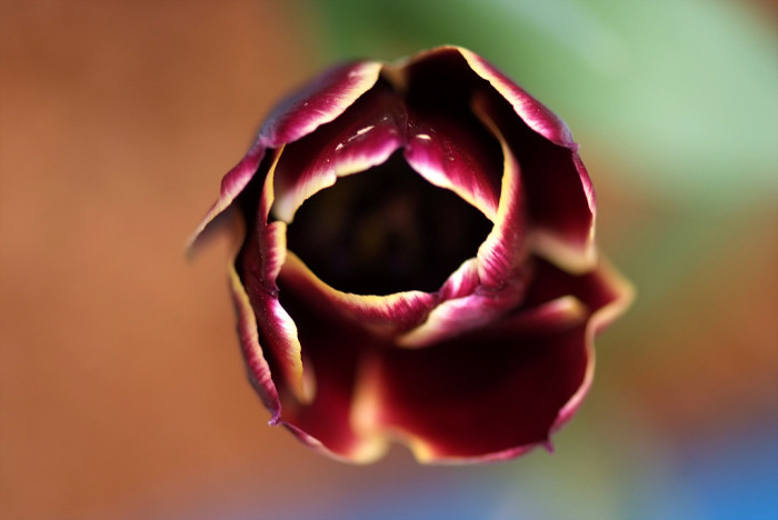 튤립 - Tulip, Tulipa gesneriana
