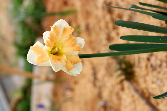 수선화 - daffodil, Narcissus tazetta var. chinensis