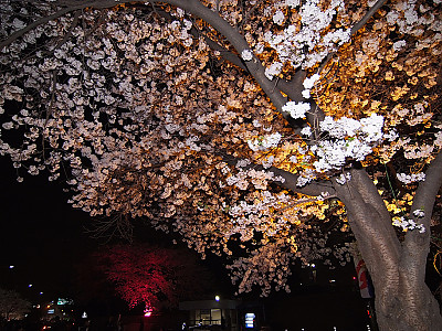 벚나무 사진 - Prunus serrulata var. spontanea (Maxim.) E.H.Wilson Photos