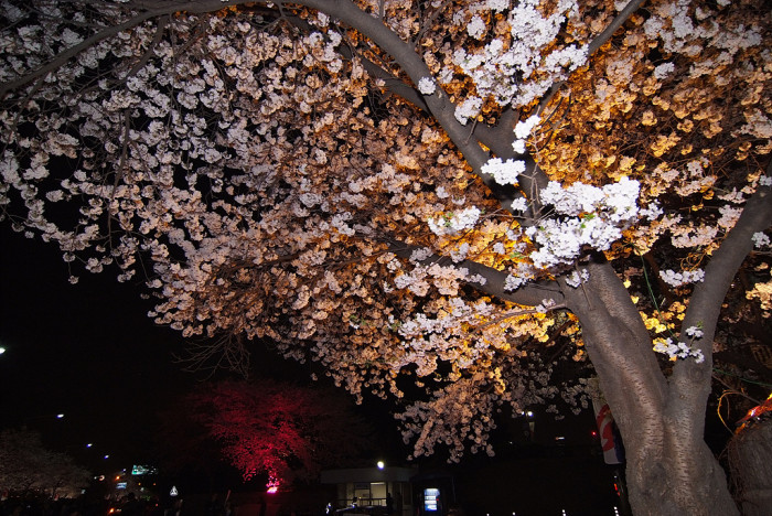 벚나무 - Prunus serrulata var. spontanea (Maxim.) E.H.Wilson
