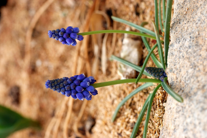 무스카리 - blue grape hyacinth, Muscari armeniacum.