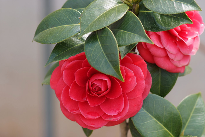 동백나무 - Camellia japonica L.