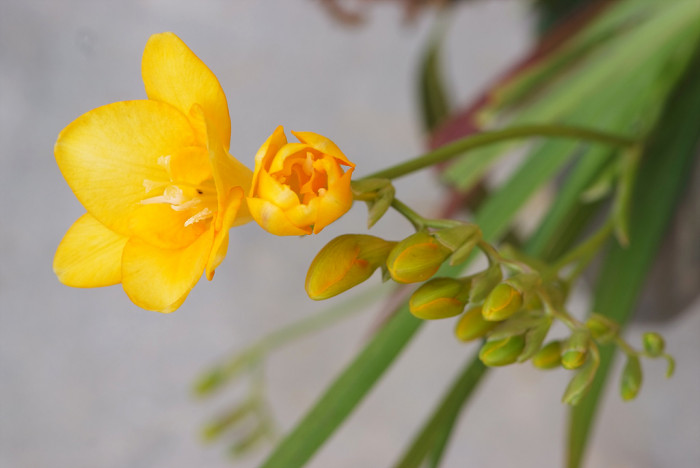 프르지아 - Freesias, Freesia refracta (Jacq.) Klatt