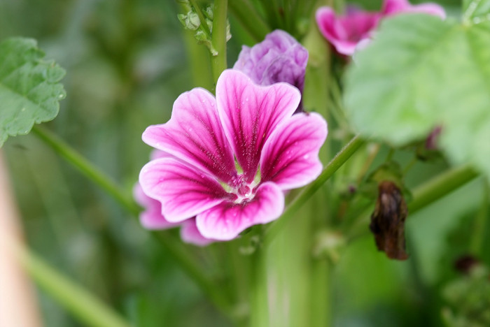당아욱 - Malva sylvestris var. mauritiana (L.) Boiss.