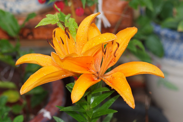 백합 - Lily, Lilium longiflorum Thunb.