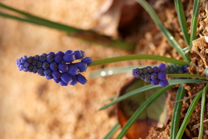 무스카리 - blue grape hyacinth, Muscari armeniacum.