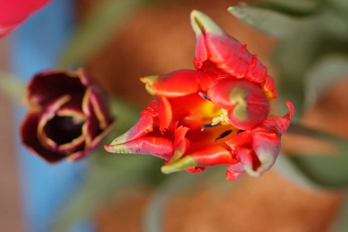 튤립 - Tulip, Tulipa gesneriana
