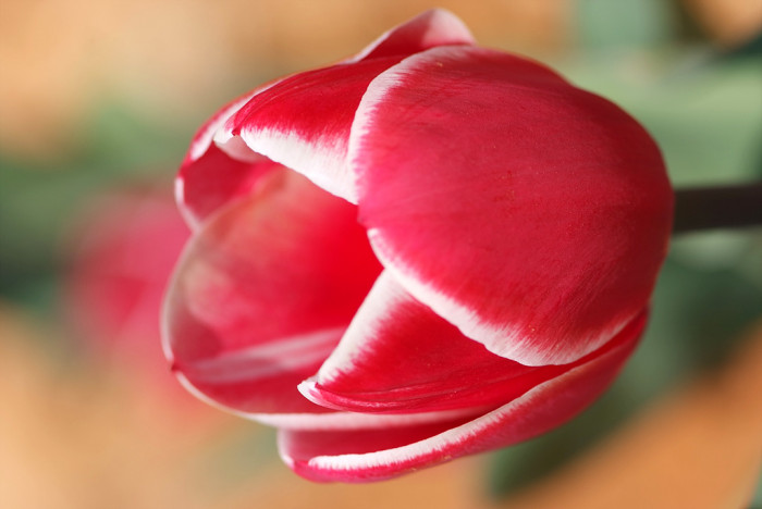 튤립 - Tulip, Tulipa gesneriana