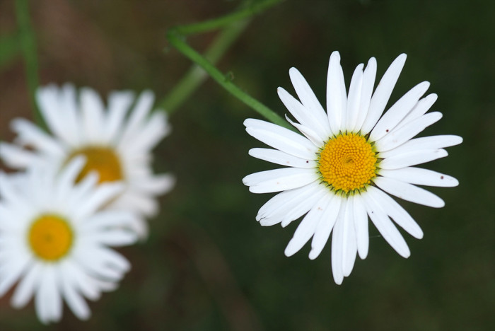 샤스타데이지 - Shasta daisy, Leucanthemum x superbum