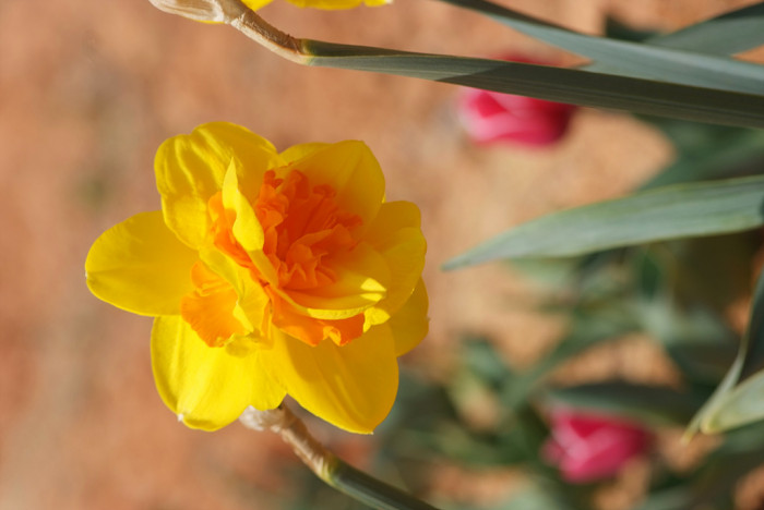수선화 - daffodil, Narcissus tazetta var. chinensis