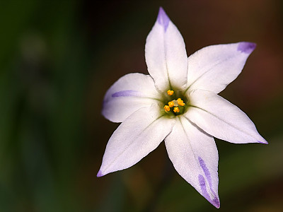 향기별꽃 사진 - Ipheion uniflorum Photos