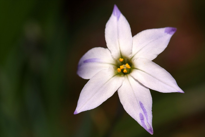 향기별꽃 - starflower, spring starflower, Ipheion uniflorum