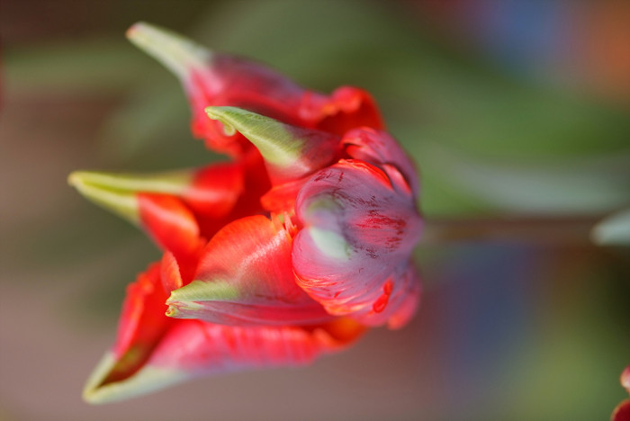 튤립 - Tulip, Tulipa gesneriana