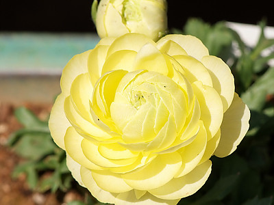 라넌큘러스 사진 - Ranunculus asiaticus Photos