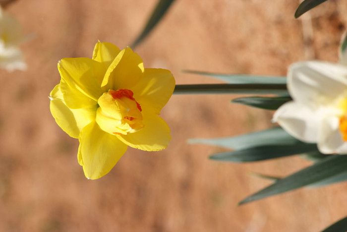 수선화 - daffodil, Narcissus tazetta var. chinensis