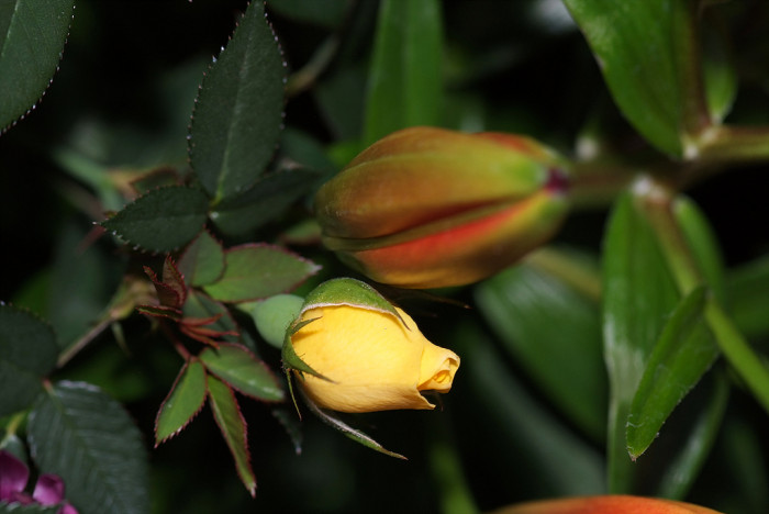 장미 - Rose, Rosa hybrida