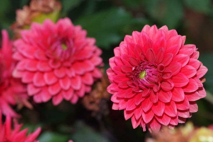 다알리아 - YELLOw BAIRD, Dahlia pinnata Cav.