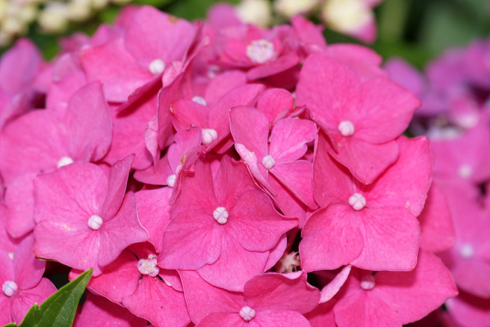 수국 - Hydrangea, Hydrangea macrophylla (Thunb.) Ser. for. otaksa (Siebold & Zucc.) E. H. Wilson