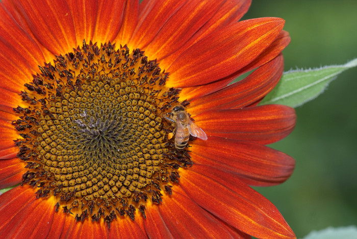해바라기 - Sunflower, Helianthus annuus