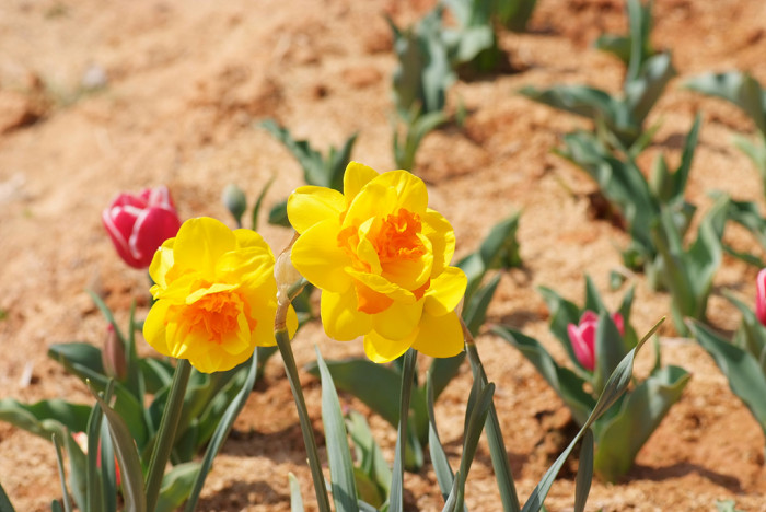 수선화 - daffodil, Narcissus tazetta var. chinensis