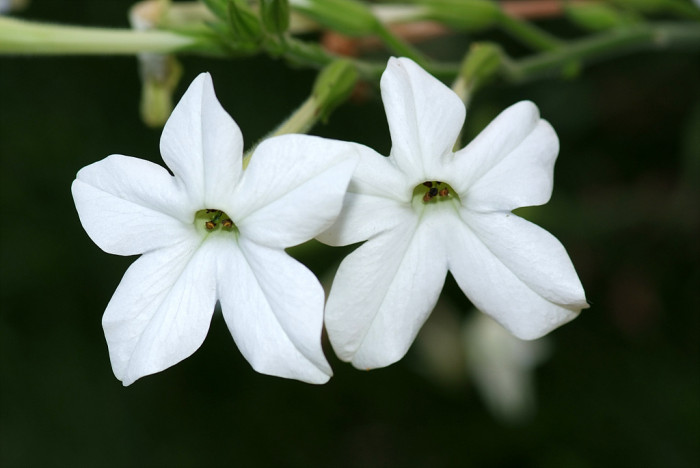 담배꽃 - Nicotiana sanderae Sander
