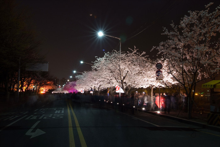 벚나무 - Prunus serrulata var. spontanea (Maxim.) E.H.Wilson