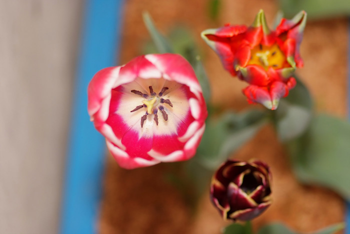 튤립 - Tulip, Tulipa gesneriana