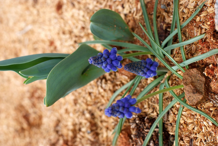 무스카리 - blue grape hyacinth, Muscari armeniacum.