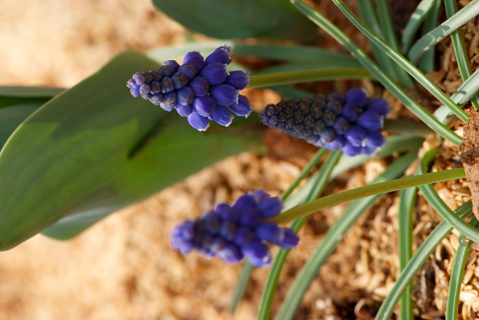 무스카리 - blue grape hyacinth, Muscari armeniacum.
