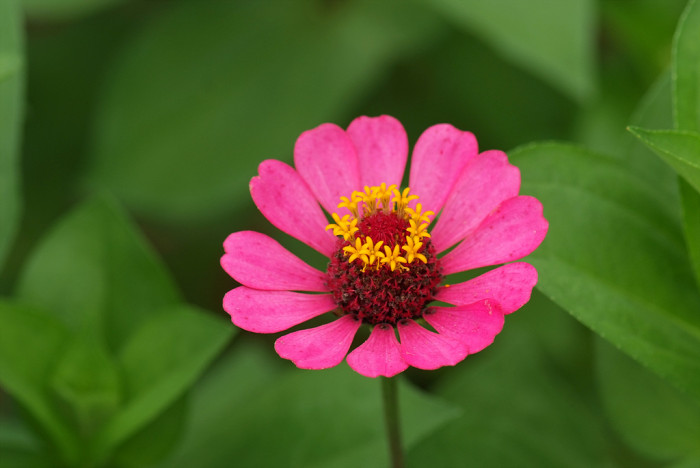 백일홍 - Zinnia, Zinnia elegans