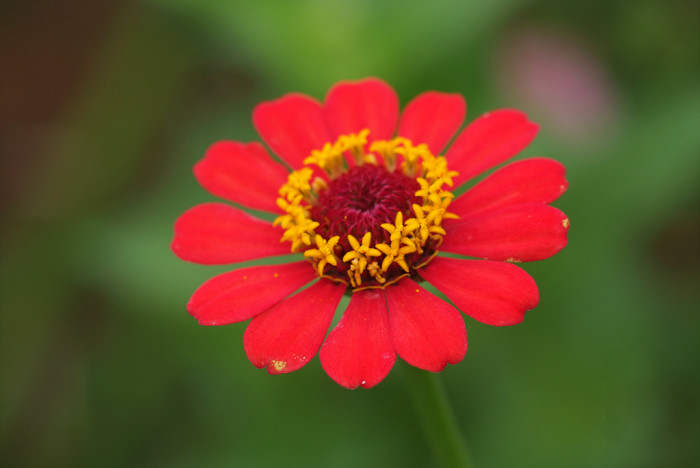 백일홍 - Zinnia, Zinnia elegans