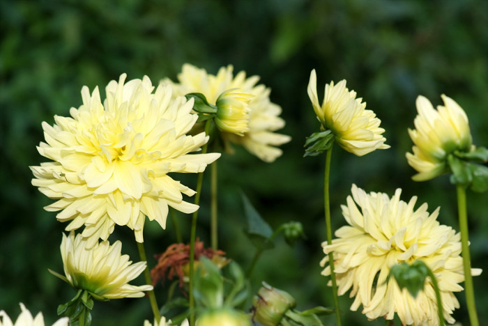 다알리아 - YELLOw BAIRD, Dahlia pinnata Cav.