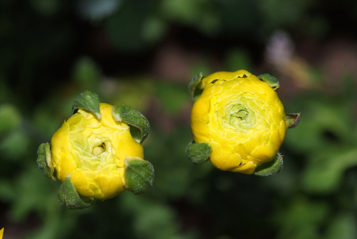 라넌큘러스 - Ranunculus asiaticus